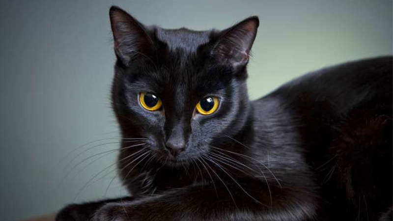 Mèo màu đen gọi là mèo gì